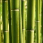 ascr-fotowand-xxl-bamboo-bamboestokken-groen-1