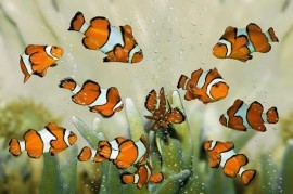 AsCr Fotowand XXL Clownfish visjes oranje wit