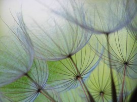 AsCr Fotowand XXL Dandelion bloem groen l.blauw