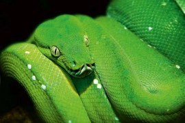 AsCr Fotowand XXL Green Snake slang groen