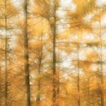 bn-no-limit-fotowand-autumn-bos-oranje-1