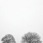 bn-no-limit-fotowand-two-trees-bomen-zw-wit-1