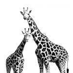 esta-everybody-bonjour-fotowand-xl-giraffen-zwart-wit-grijs-1