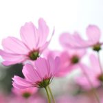 esta-ginger-fotowand-veldbloemen-roze-1