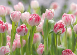 Flowers en Textures fotobehang Secret Garden