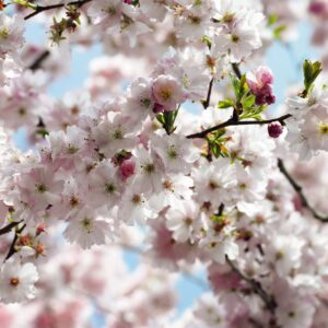 Flowers en Textures fotobehang Spring