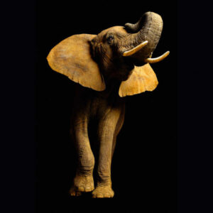 Fotowand XXL met Olifant 470681