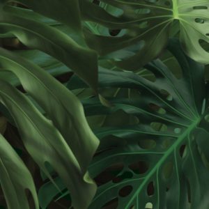 Kek Amsterdam behang Botanical Monstera