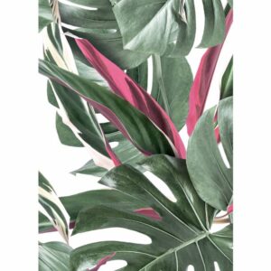 Kek Amsterdam Botanical Monstera