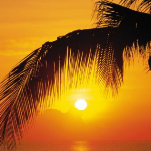 Komar deurposter Palmy Beach Sunrise