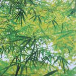 komar-fotowand-bamboo-2-boomplant-groen-1
