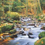 komar-fotowand-forest-stream-bosbeek-groen-1