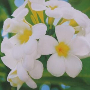 Komar fotowand Frangipani bloem off-white