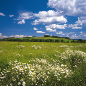 Komar fotowand Meadow heide+bloemen groen