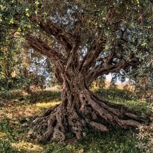 Komar fotowand Olive Tree