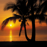 komar-fotowand-palmy-beach-palm+zee-oranje-1