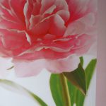 komar-fotowand-pink-peony-bloem-roze-1