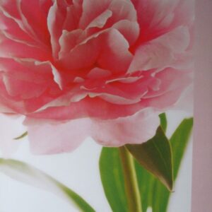Komar fotowand Pink Peony bloem roze
