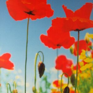 Komar fotowand Poppy bloemen rood blauw
