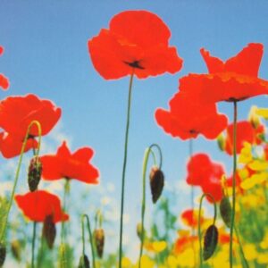 Komar fotowand Poppy Field bloem blauw rood