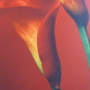 Komar fotowand Red Calla Lelies bloem rood