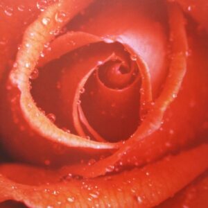 Komar fotowand Rose bloem rood
