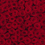 komar-fotowand-roses-1_gallery_1-1