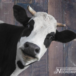 Noordwand Farm Life boerderij koe zwart wit groot