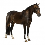 noordwand-farm-life-fotowand-bruin-paard-groot-1