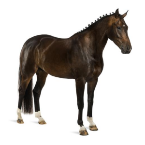 Noordwand Farm Life fotowand bruin paard klein