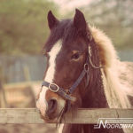 noordwand-farm-life-fotowand-bruine-pony-groot-1