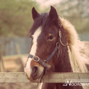 Noordwand Farm Life fotowand bruine pony klein