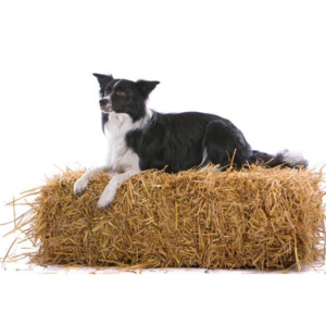 Noordwand Farm Life fotowand hond op stro klein