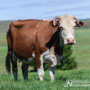 Noordwand Farm Life fotowand koe op de wei klein