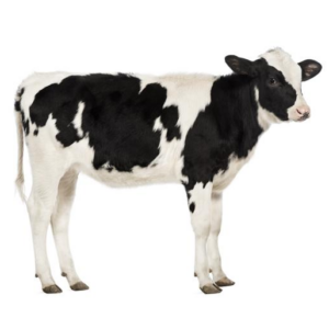 Noordwand Farm Life fotowand koe zwart wit klein