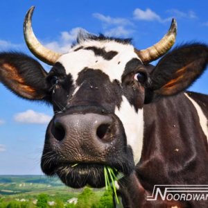 Noordwand Farm Life fotowand melkkoe groot