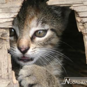 Noordwand Farm Life fotowand poes grijs bruin groot
