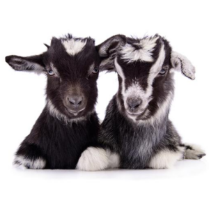 Noordwand Farm Life fotowand twee grijze geitjes klein