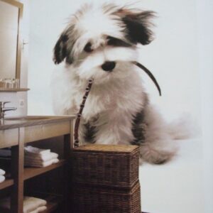 Noordwand fotowand div. Doggy zwart wit