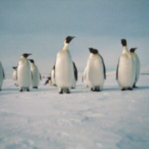 Noordwand fotowand div. Pinguins l.blauw