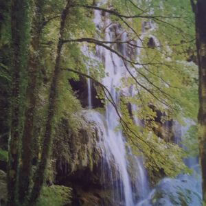 Wallpower Junior Fotowand Forest 364134