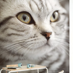 Wallpower Junior Fotowand Lady (Poes) 364123