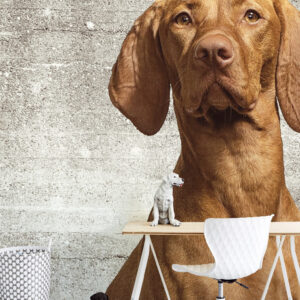 Wallpower Junior fotowand Woof (hond)Concrete  364124