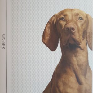 Wallpower Junior Fotowand Woof Prini(hond) 364125