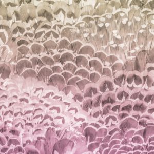 Komar Pure P028-VD2 Pale Feathers/Veren/Romantisch/Natuurlijk Fotobehang Noordwand