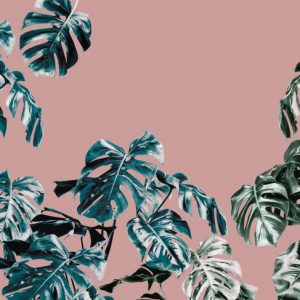 Komar Pure P016-VD4 Monstera Rose/Bladeren/Planten/Botanisch Fotobehang Noordwand