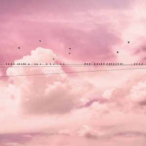 Komar Pure P017-VD4 Cloud Wire/Wolken/Vogels/Roze Fotobehang Noordwand