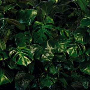 Komar Pure P333-VD4 Tropical Wall/Botanisch/Monstera/Bladeren Fotobehang Noordwand