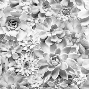 Komar Pure P962-VD4 Shades Black and White/Bloemen/Modern/Grijs Fotobehang Noordwand