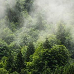 Komar Pure PSH061-VD4 Forest Land/Bomen/Landschap/Mist Fotobehang Noordwand